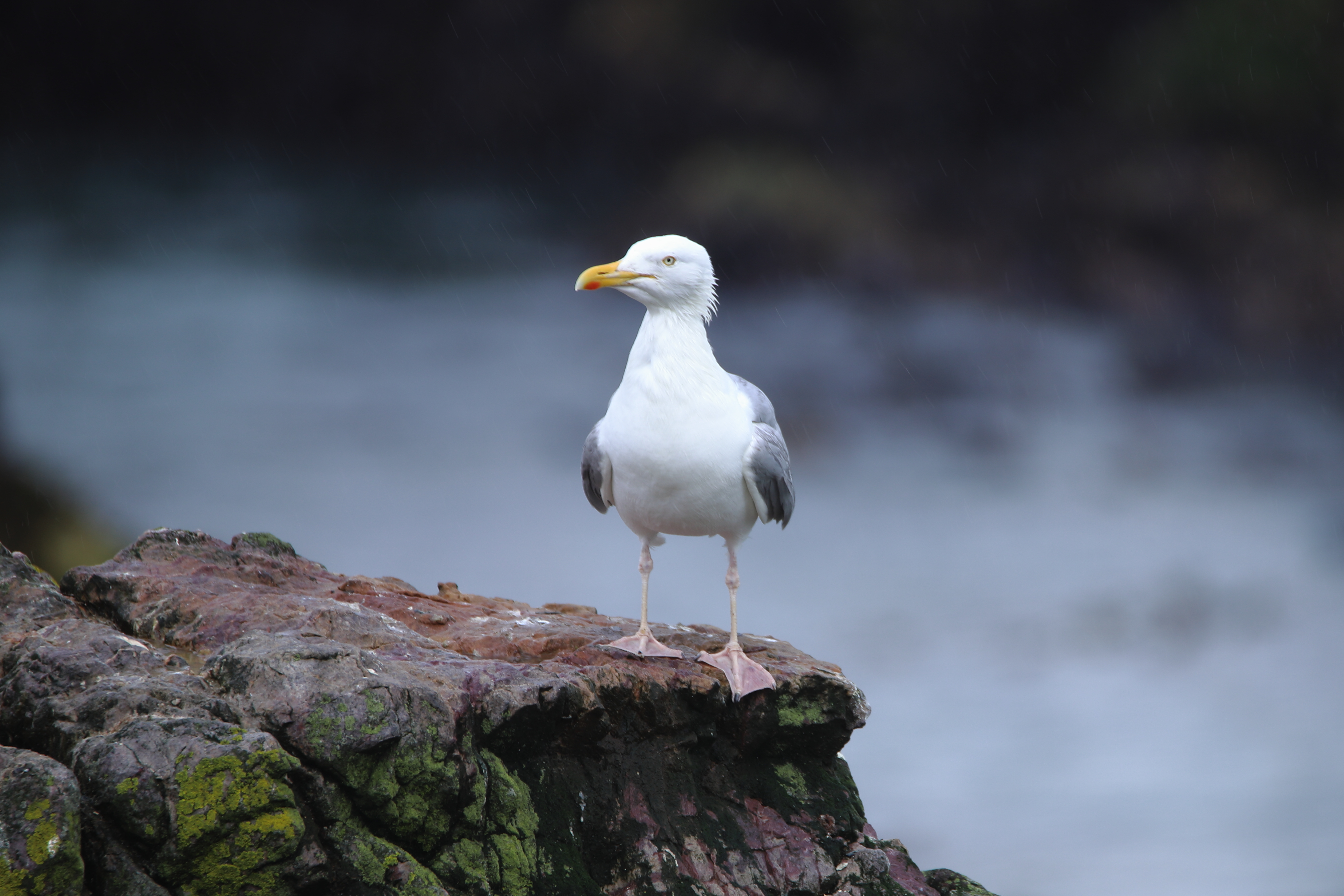 Birds and Offshore Wind Energy 